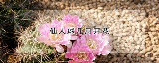 仙人球几月开花,第1图