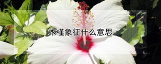 木槿象征什么意思,第1图