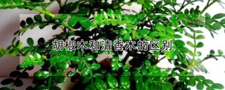 胡椒木和清香木的区别,第1图