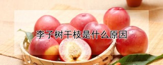 李子树干枝是什么原因,第1图