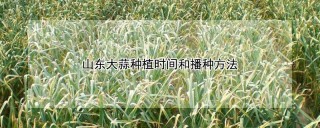 山东大蒜种植时间和播种方法,第1图