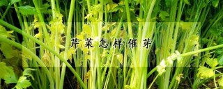 芹菜怎样催芽,第1图