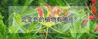 会变色的植物有哪些?,第1图