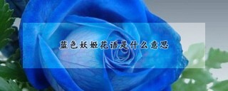 蓝色妖姬花语是什么意思,第1图