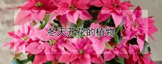 冬天开花的植物,第1图