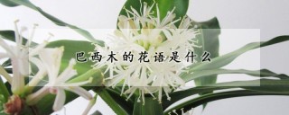 巴西木的花语是什么,第1图