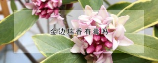 金边瑞香有毒吗,第1图