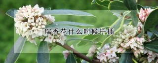 瑞香花什么时候扦插,第1图