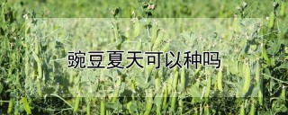 豌豆夏天可以种吗,第1图