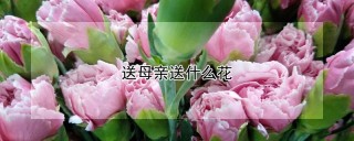 送母亲送什么花,第1图