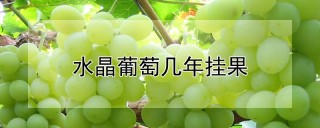 水晶葡萄几年挂果,第1图