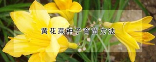 黄花菜种子育苗方法,第1图