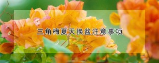 三角梅夏天换盆注意事项,第1图