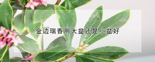 金边瑞香用大盆还是小盆好,第1图