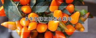 多年生辣椒树怎么栽培,第1图