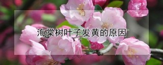 海棠树叶子发黄的原因,第1图