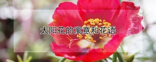 太阳花的寓意和花语,第1图