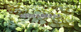 红豆的生长期是多少天,第1图