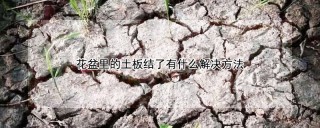 花盆里的土板结了有什么解决方法,第1图