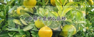 小柚子是什么品种,第1图