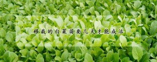 移栽的白菜苗要几天才能成活,第1图