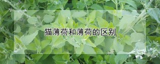 猫薄荷和薄荷的区别,第1图