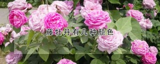 藤牡丹有几种颜色,第1图