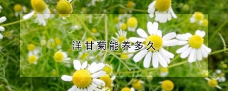 洋甘菊能养多久,第1图