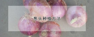 葱头种植方法,第1图