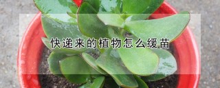 快递来的植物怎么缓苗,第1图