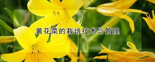 黄花菜的栽培技术与管理,第1图