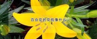 百合花的花苞像什么,第1图