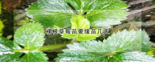 裸根草莓苗要缓苗几天,第1图