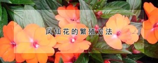 凤仙花的繁殖方法,第1图