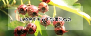 山楂树不开花不结果怎么办,第1图