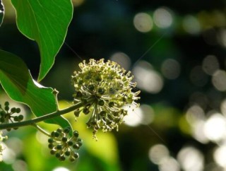 常春藤开花吗，花期从秋季一直到春季,第3图