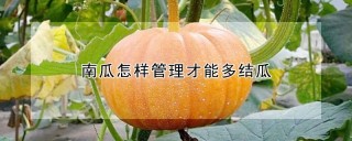 南瓜怎样管理才能多结瓜,第1图