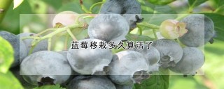 蓝莓移栽多久算活了,第1图