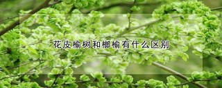 花皮榆树和榔榆有什么区别,第1图