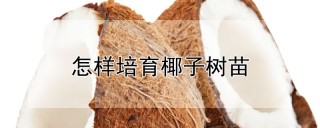 怎样培育椰子树苗,第1图