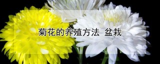 菊花的养殖方法 盆栽,第1图