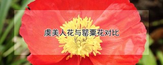 虞美人花与罂粟花对比,第1图