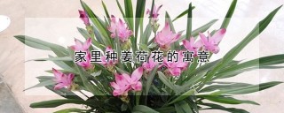 家里种姜荷花的寓意,第1图