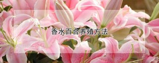 香水百合养殖方法,第1图