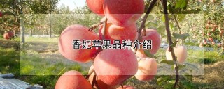 香妃苹果品种介绍,第1图