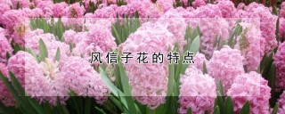 风信子花的特点,第1图