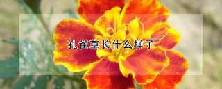 孔雀草长什么样子,第1图