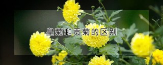 皇菊和贡菊的区别,第1图