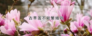 古旱莲不能繁殖吗,第1图