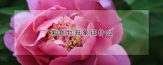 紫色牡丹象征什么,第1图